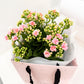 Kalanchoe