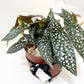 Begonia Hot Spot