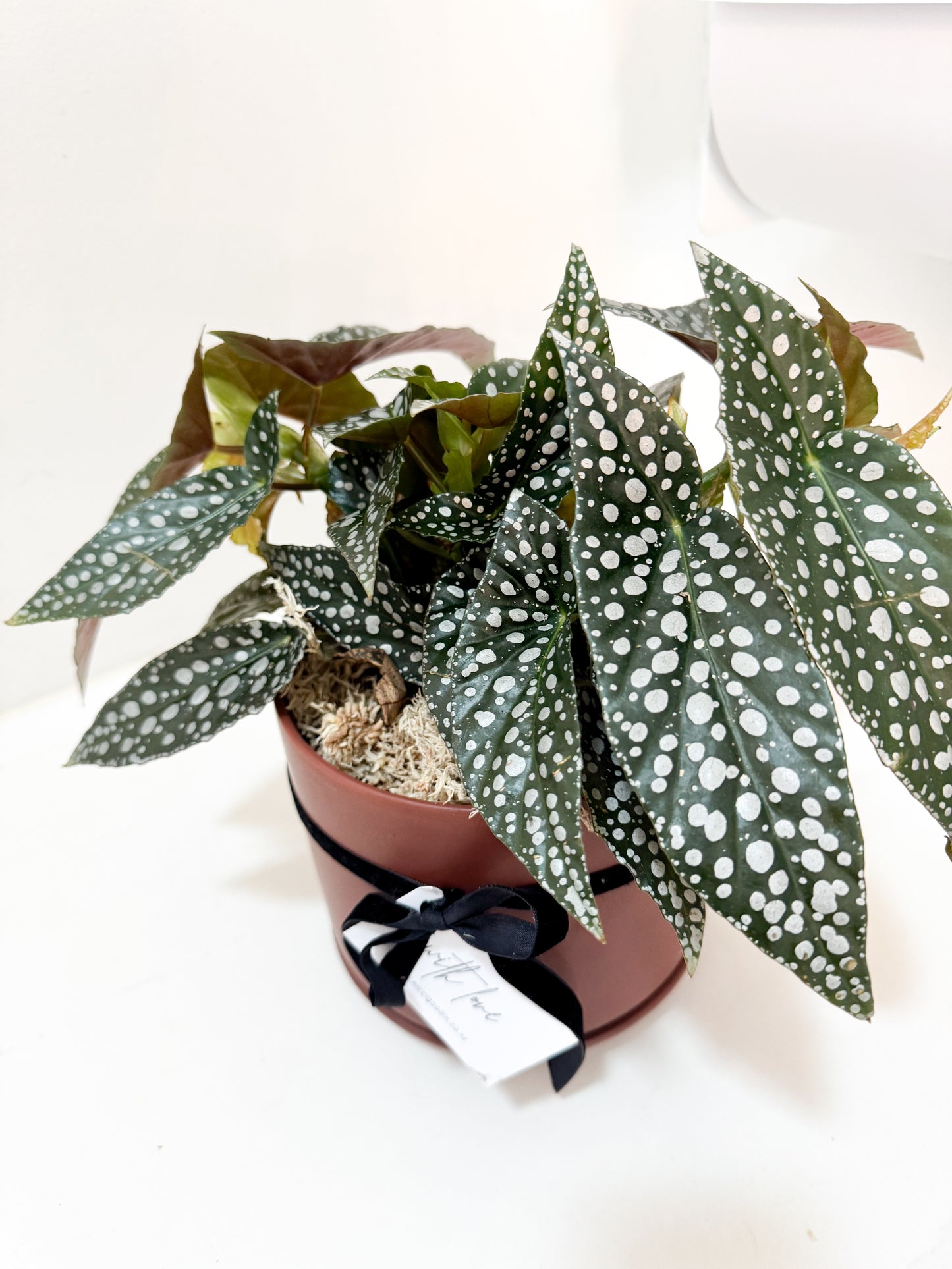 Begonia Hot Spot