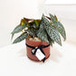 Begonia Hot Spot
