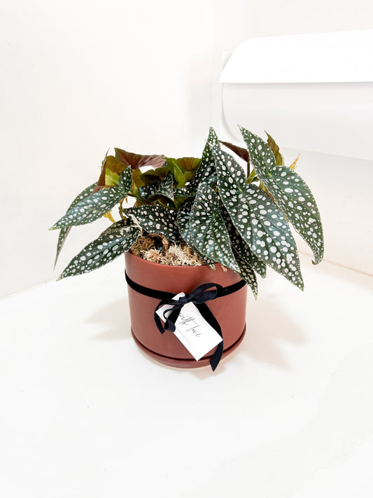 Begonia Hot Spot