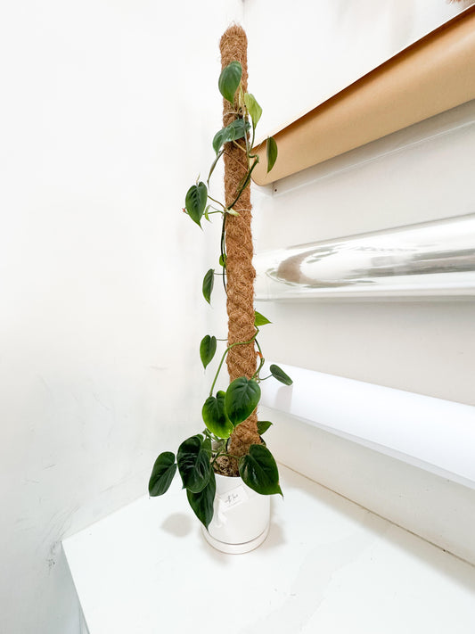 Philodendron Heartleaf