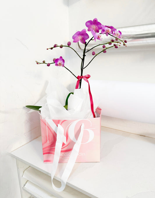 Large Orchid (Potted)