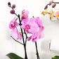 Large Orchid (Potted)