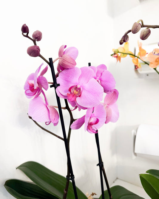 Double Stem Orchid (Potted)