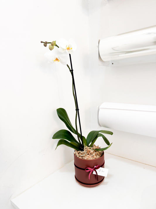 White Potted Orchid