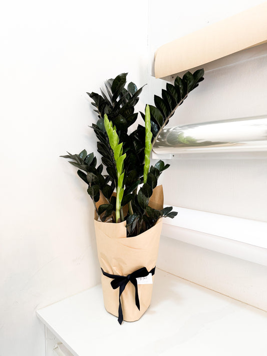 Large Black Zanzibar - Unpotted