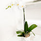 Large Orchid (Potted)