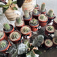 Cactus in Planter