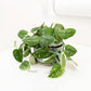 Satin Pothos