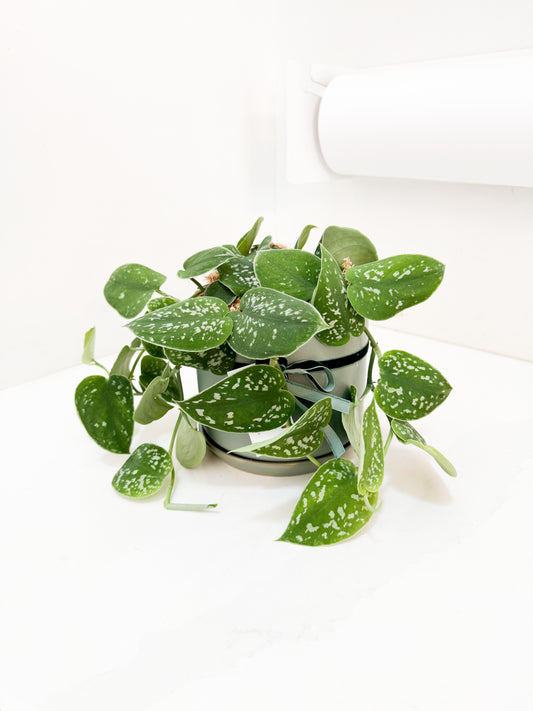 Satin Pothos