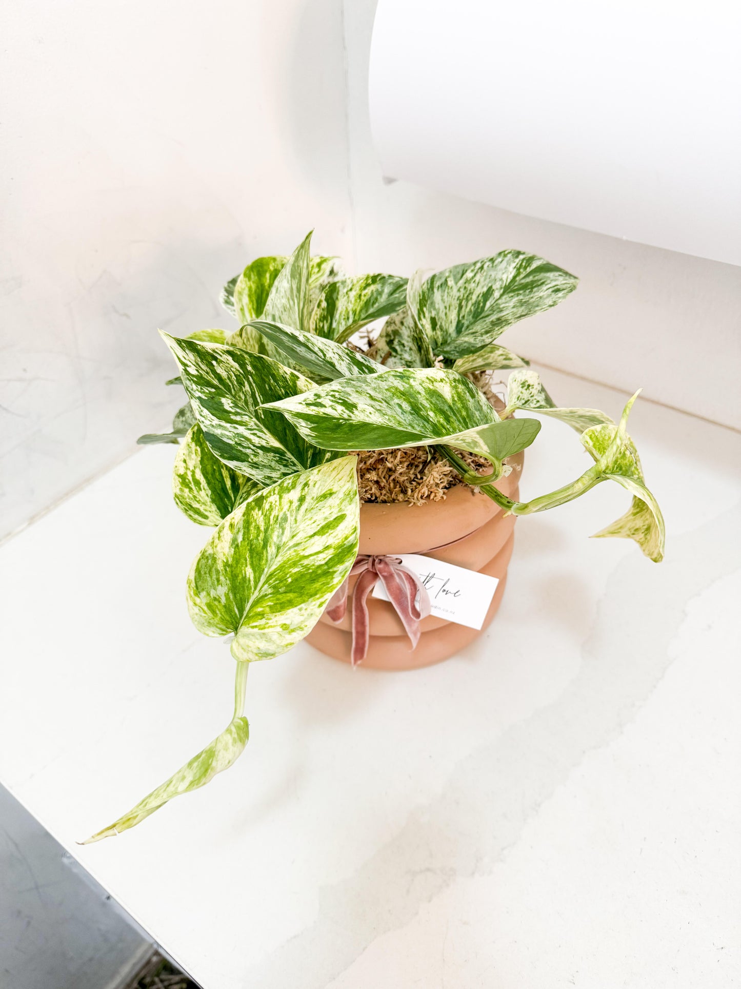 Marble Queen Pothos