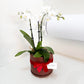 Mini Potted Orchid