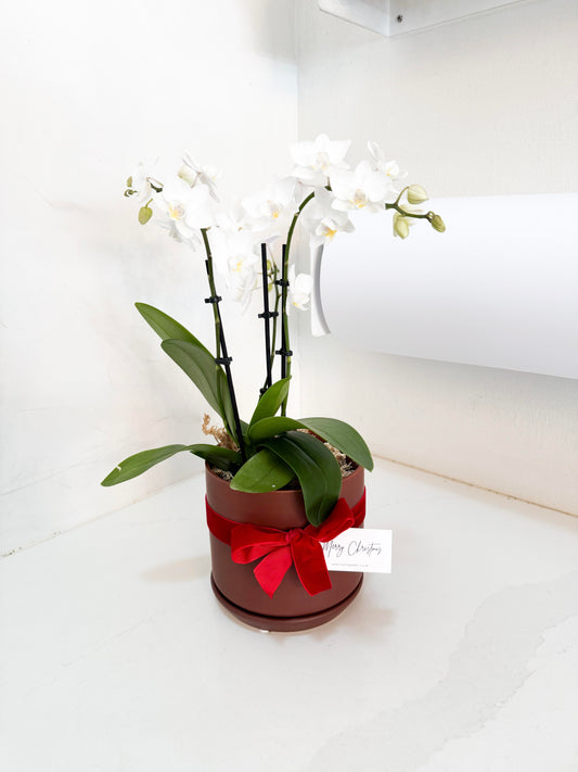 Mini Potted Orchid