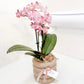 Mini Potted Orchid