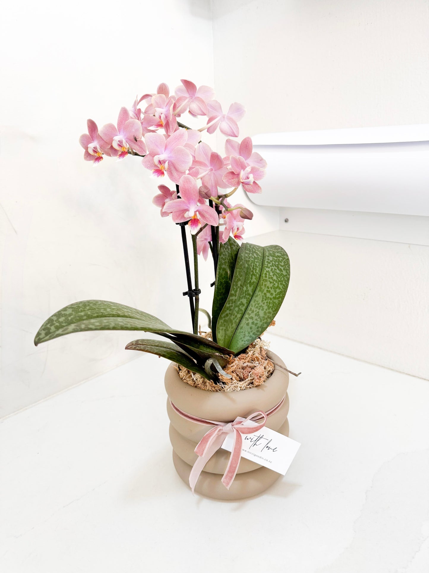 Mini Potted Orchid