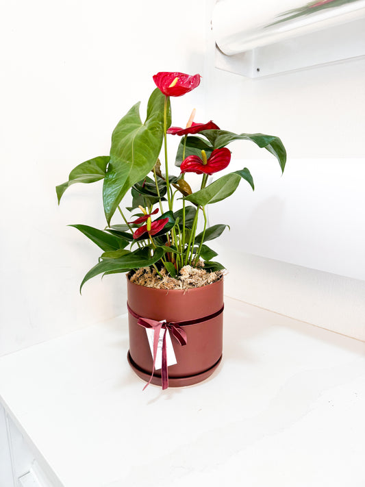 Red Anthurium