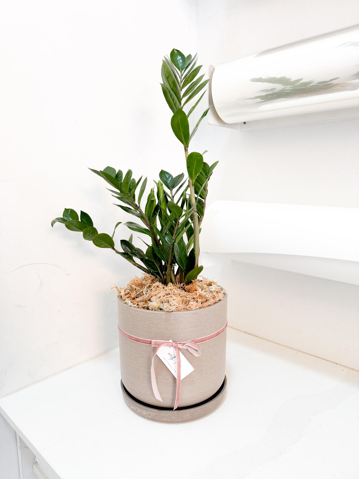 Potted Zanzibar