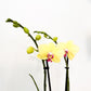 Large Orchid (Potted)