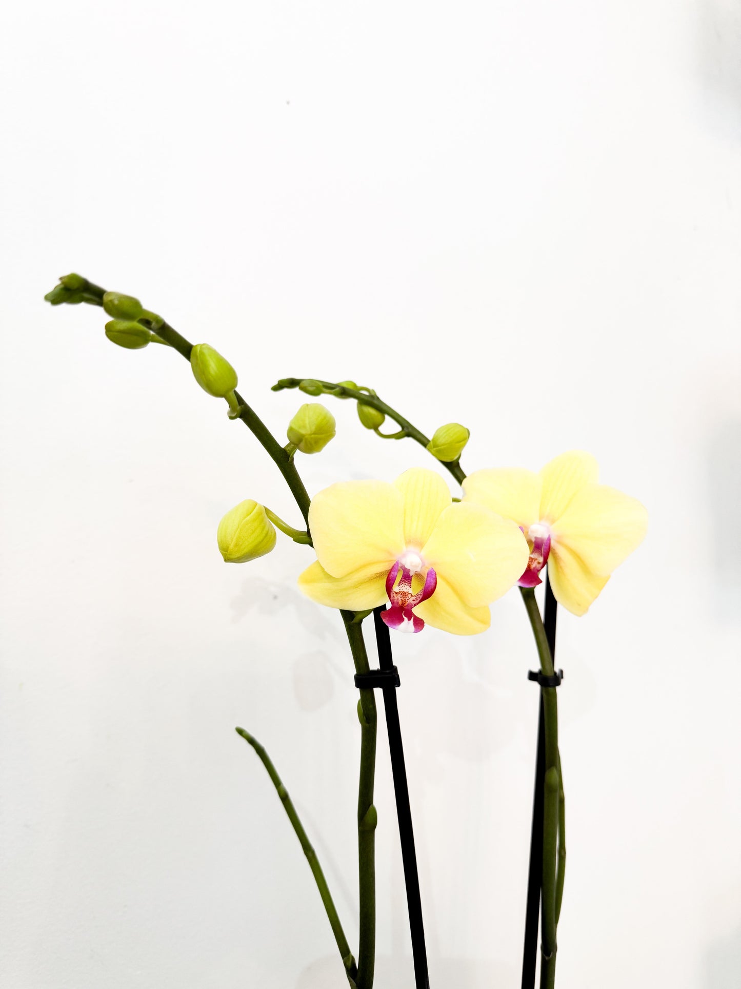 Large Orchid (Potted)