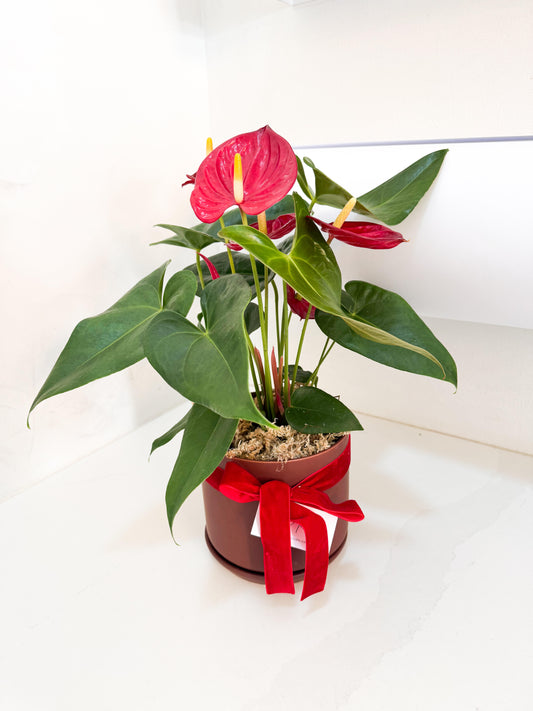 Red Anthurium