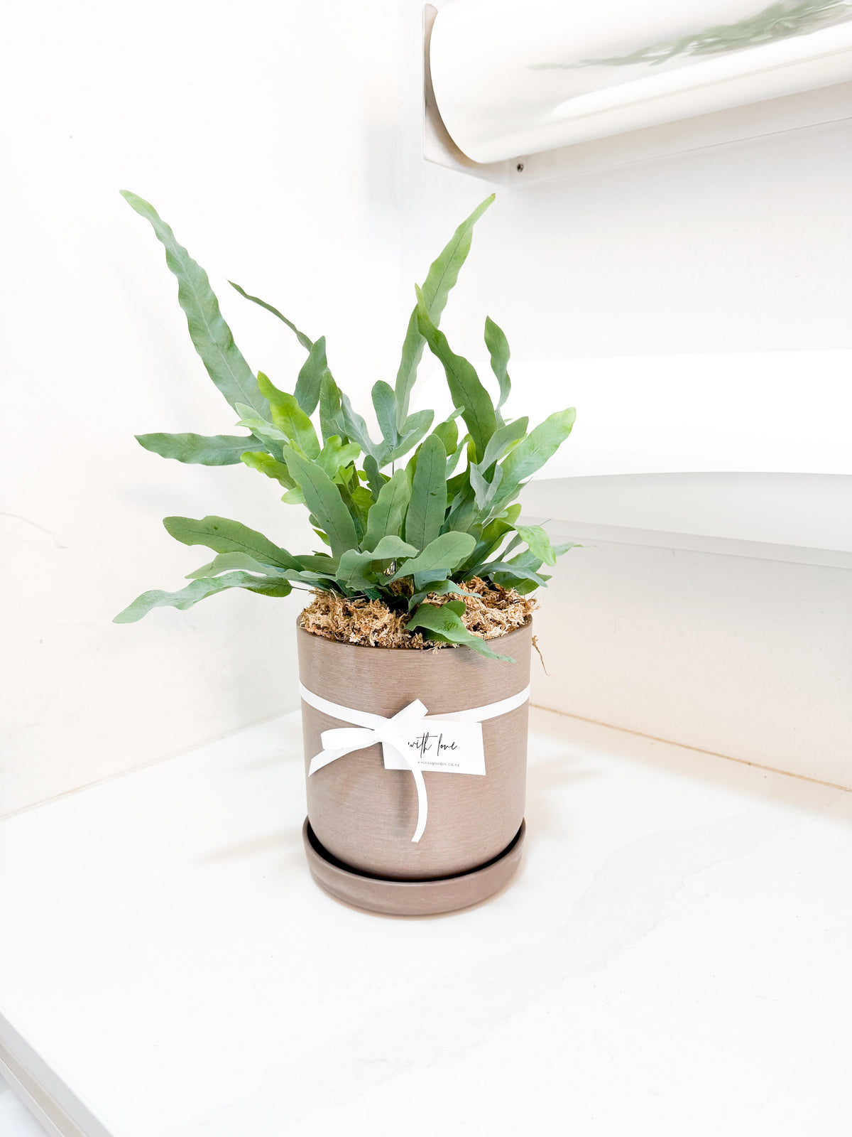 Blue Star Fern