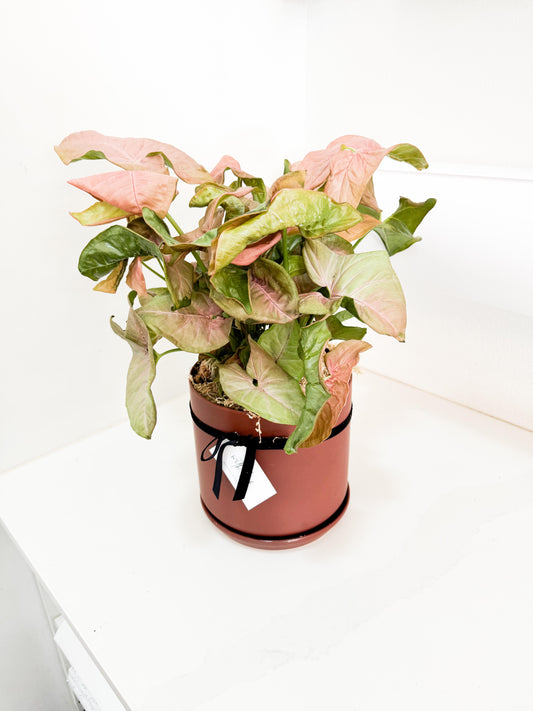 Syngonium Podophyllum Pink Arrowhead