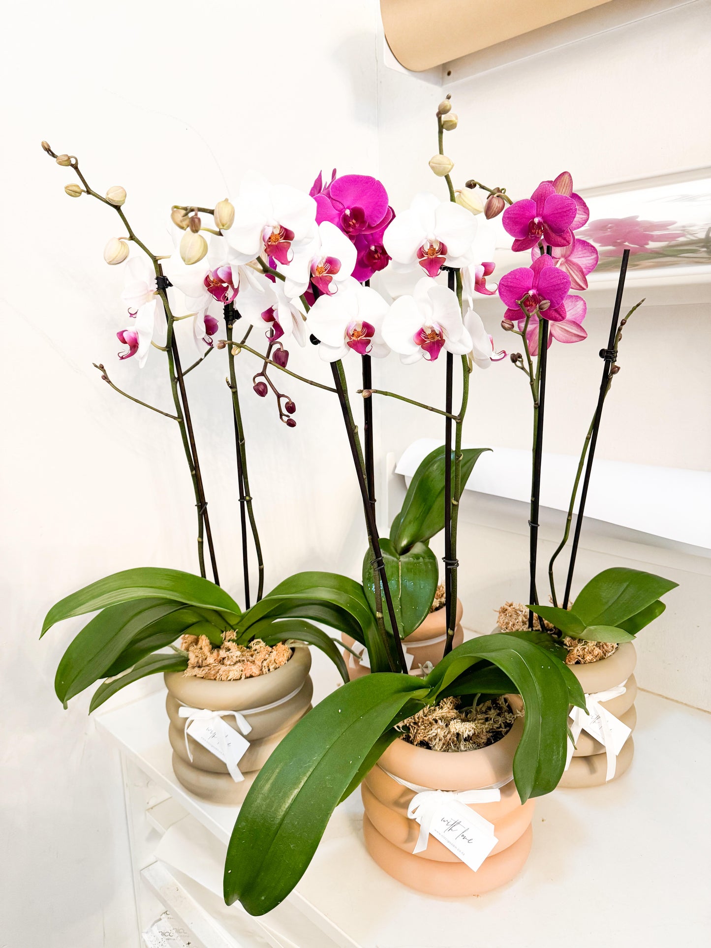 Double Stem Orchid (Potted)