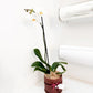 Double Stem Orchid (Potted)