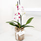 Mini Potted Orchid