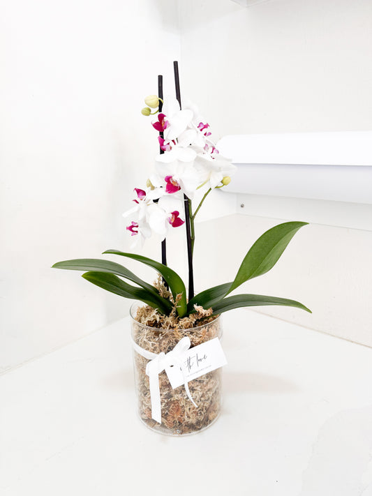 Mini Potted Orchid