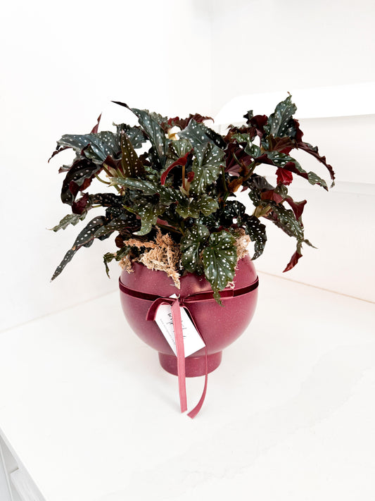 Begonia Black Forest