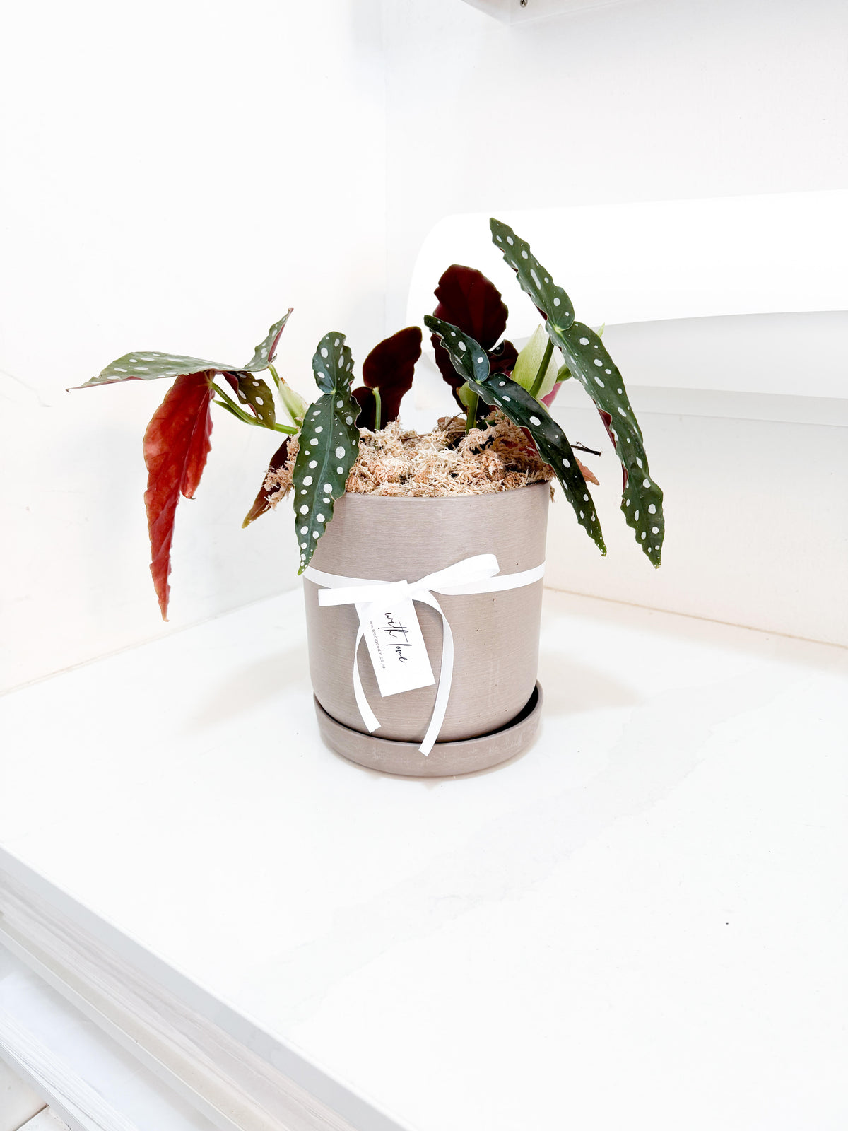 Begonia Hot Spot