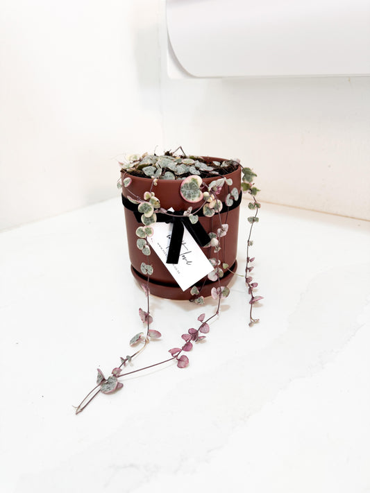 Chain of Hearts - Variegated