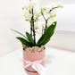 Potted Mini Orchid