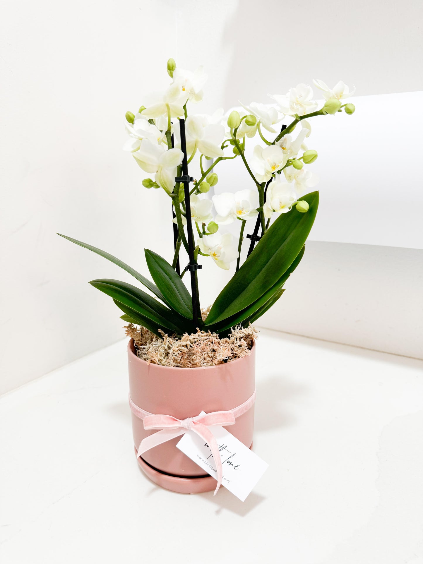 Potted Mini Orchid