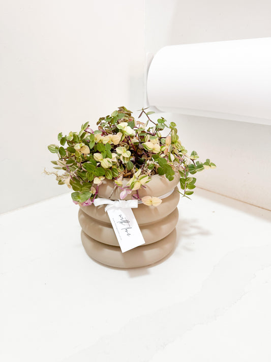 Callisia Pink Bubbles