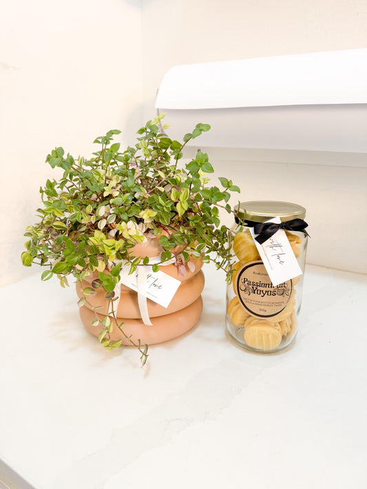 Bubble Plant + Yoyo's