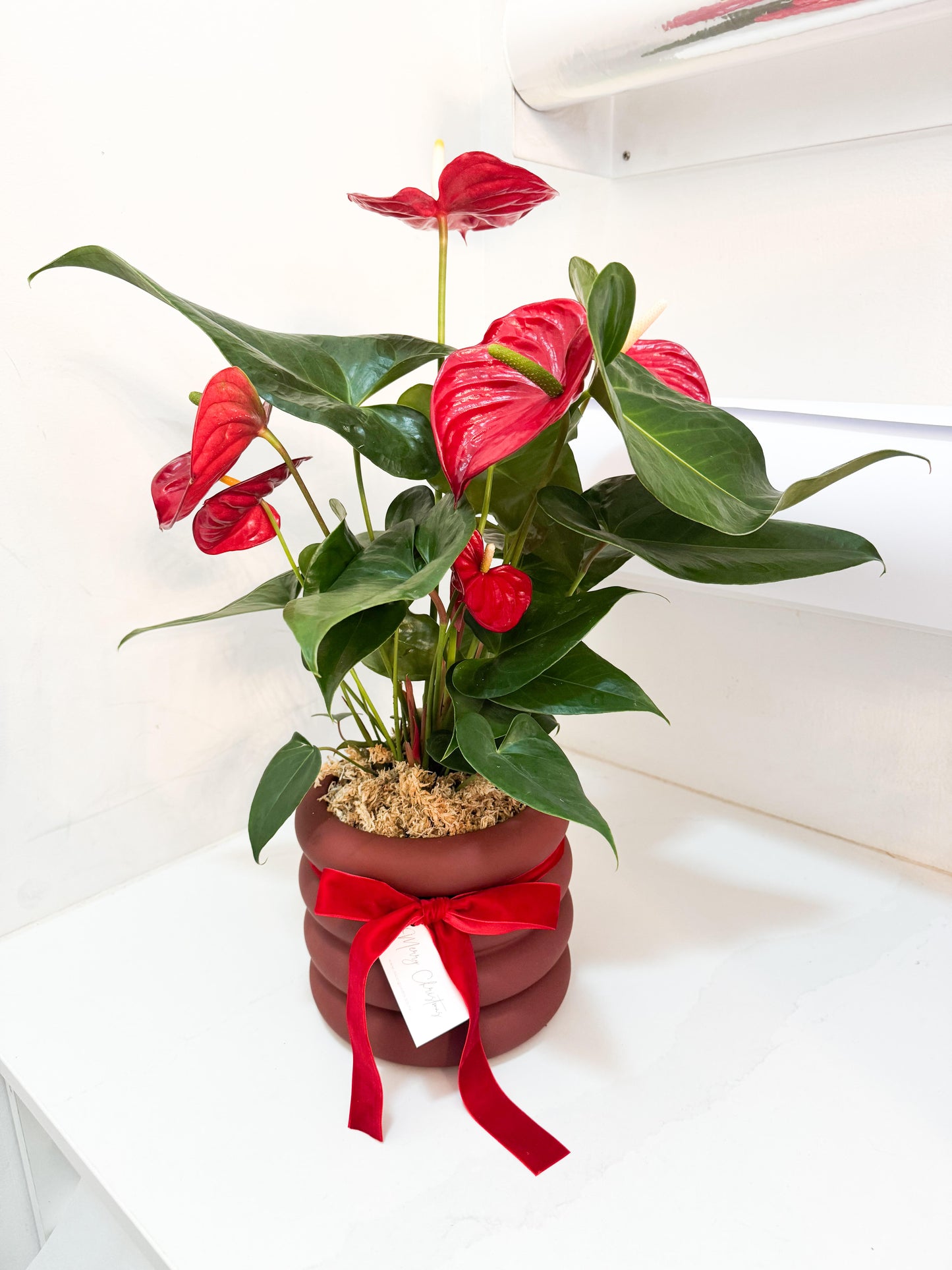 Red Anthurium