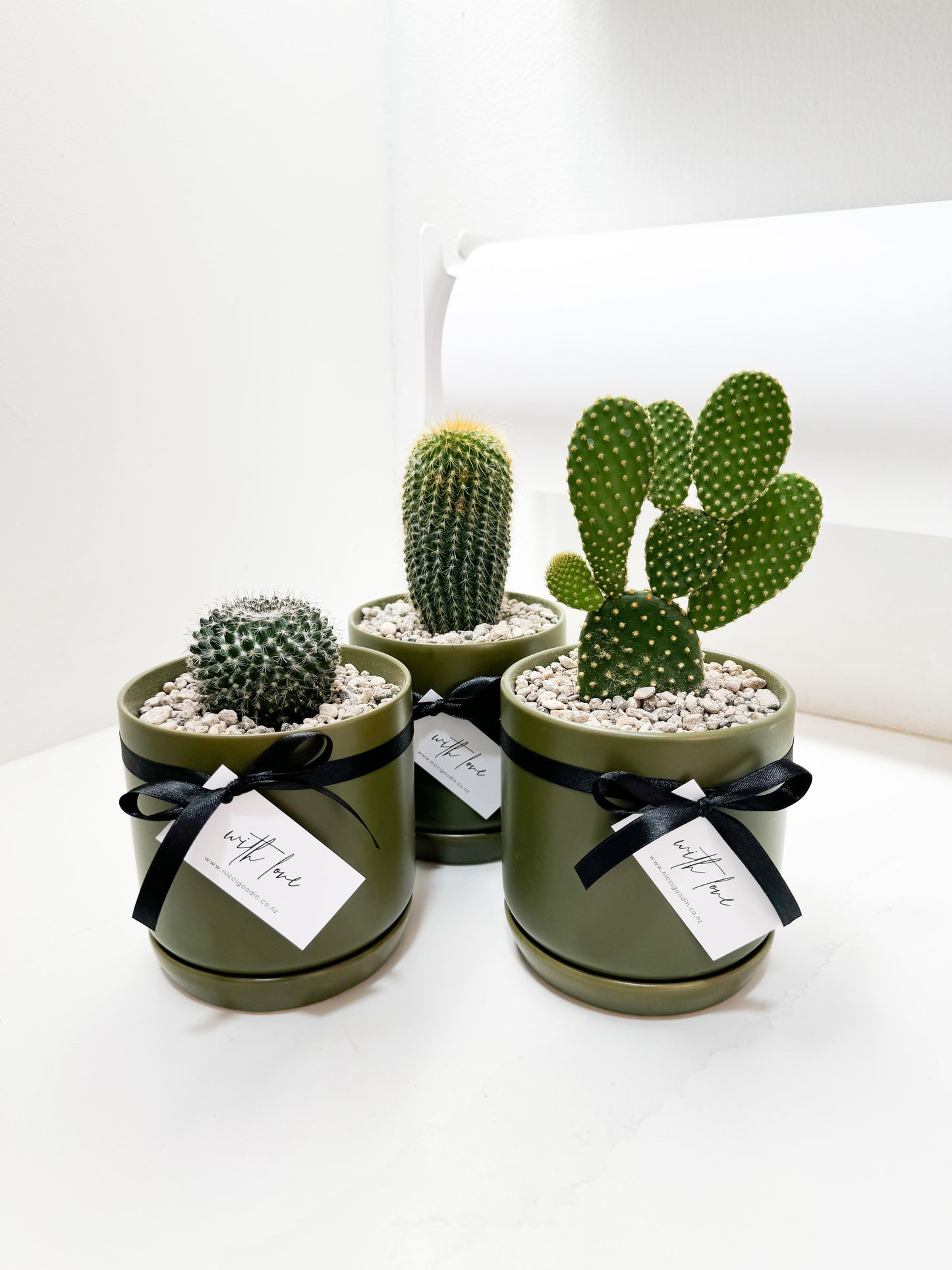 Cactus in Planter