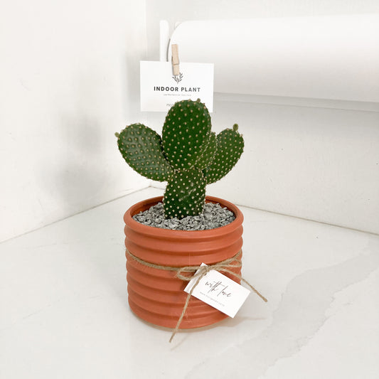 Cactus in Planter