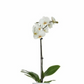Potted Mini Orchid